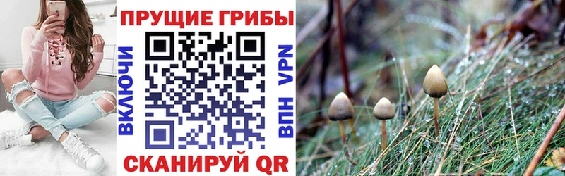 гидра маркетплейс  Кириллов  Псилоцибиновые грибы Magic Shrooms  цены  